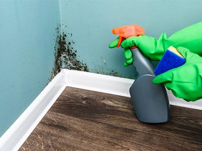 Mold Remediation